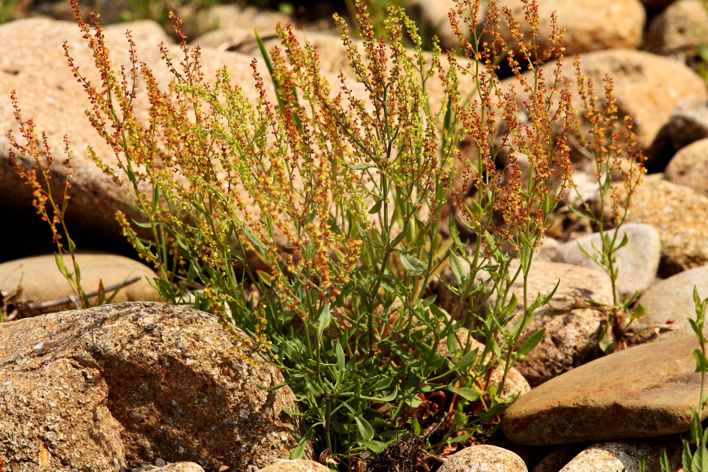 Изображение особи Rumex acetosella.