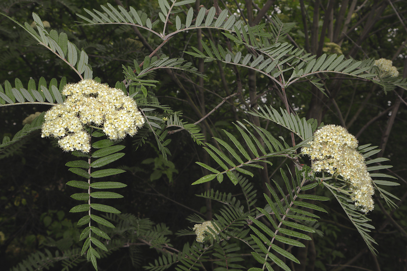 Изображение особи Sorbus scalaris.