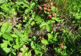 Fragaria viridis