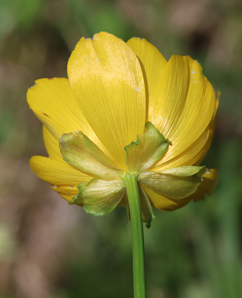 Image of genus Adonis specimen.