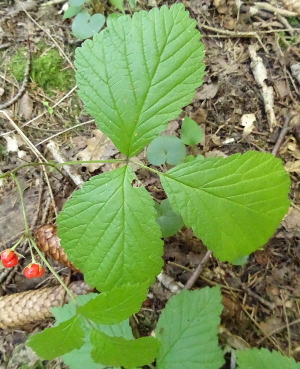 Image of Rubus saxatilis specimen.