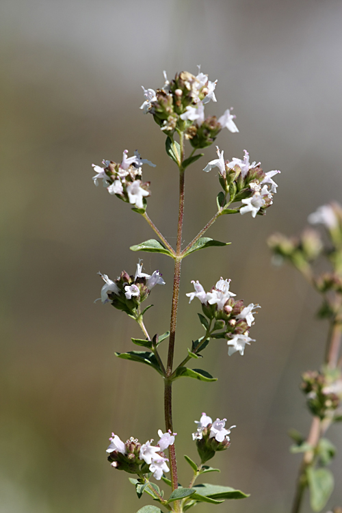 Изображение особи Origanum tyttanthum.