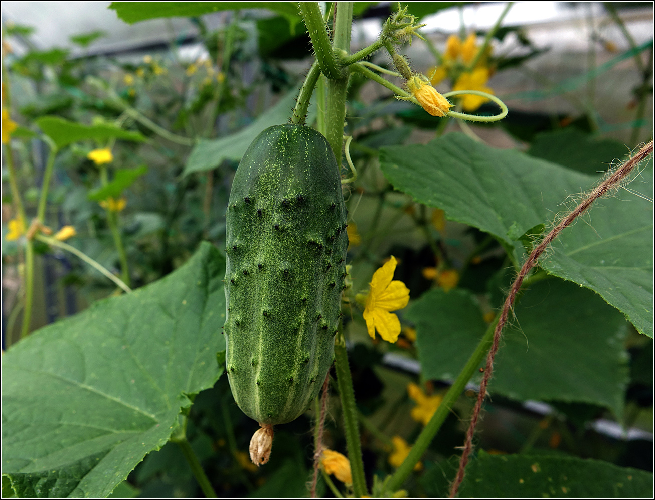 Изображение особи Cucumis sativus.