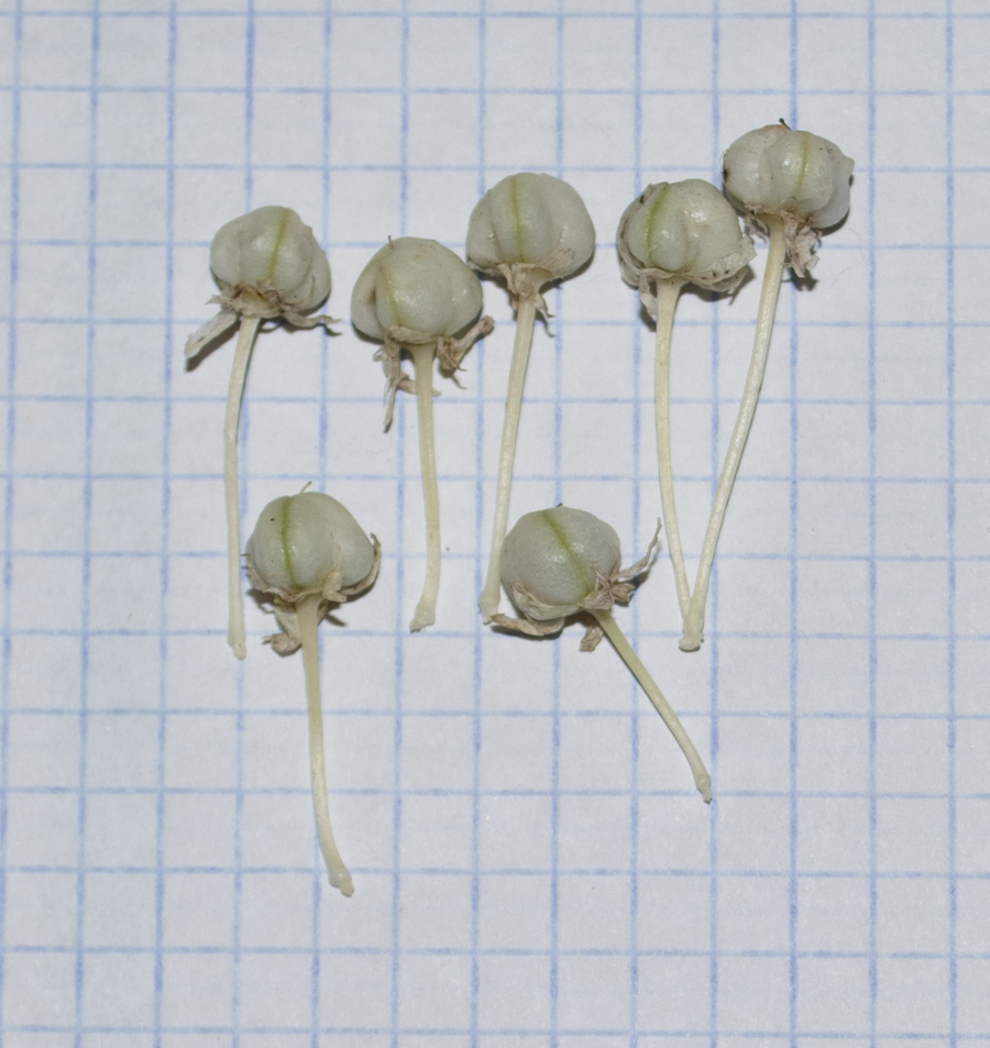 Изображение особи Allium israeliticum.