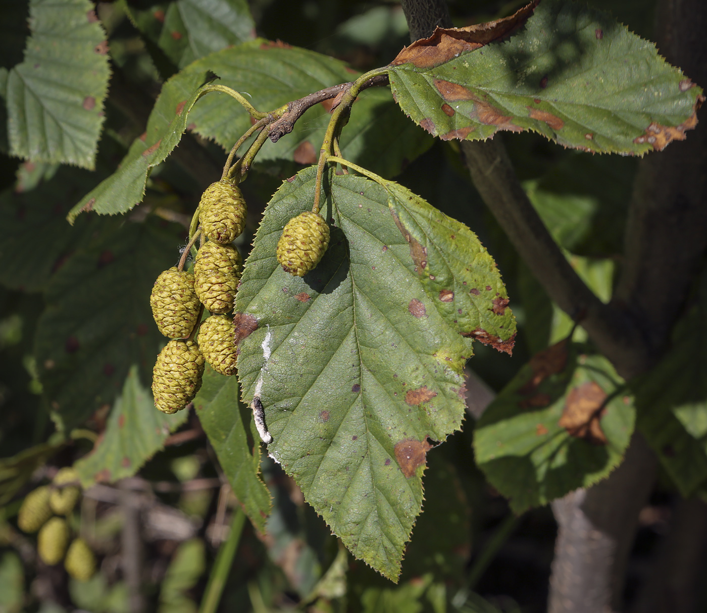 Изображение особи Duschekia fruticosa.