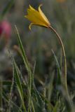 Tulipa biebersteiniana