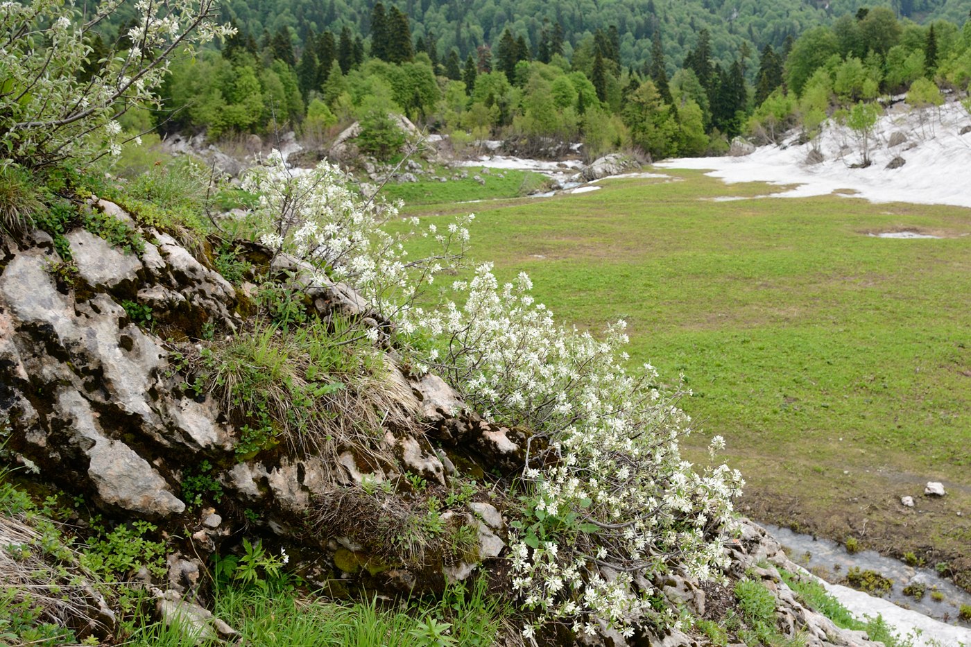 Image of Amelanchier ovalis specimen.