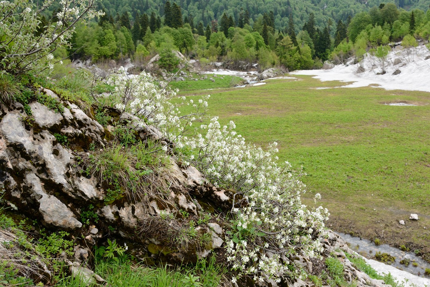 Изображение особи Amelanchier ovalis.