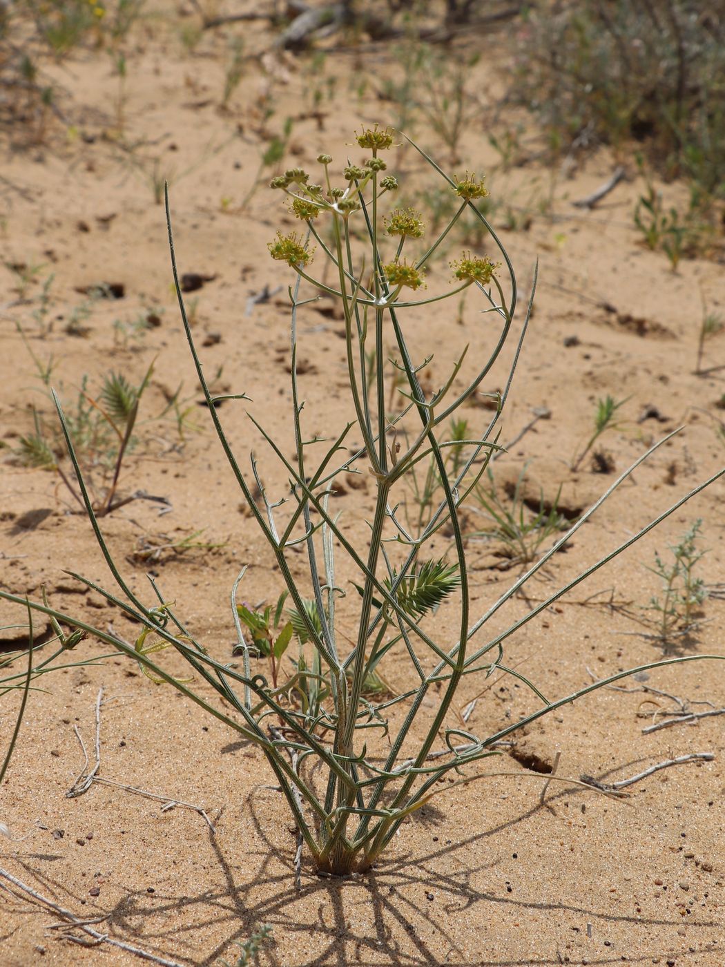 Изображение особи Ferula karelinii.