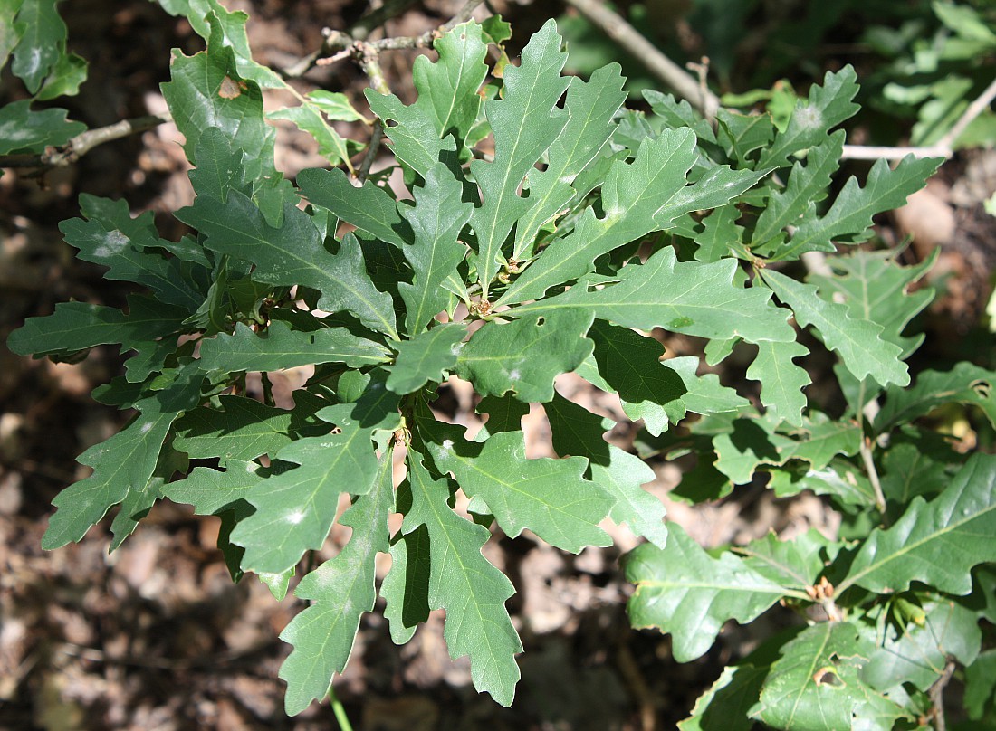 Image of Quercus robur specimen.