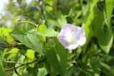 Calystegia spectabilis. Цветок и листья. Санкт-Петербург, Приморский р-н напротив ж.-д. ст. «Морская», берег Финского залива, на побегах ивы. 29.07.2022.