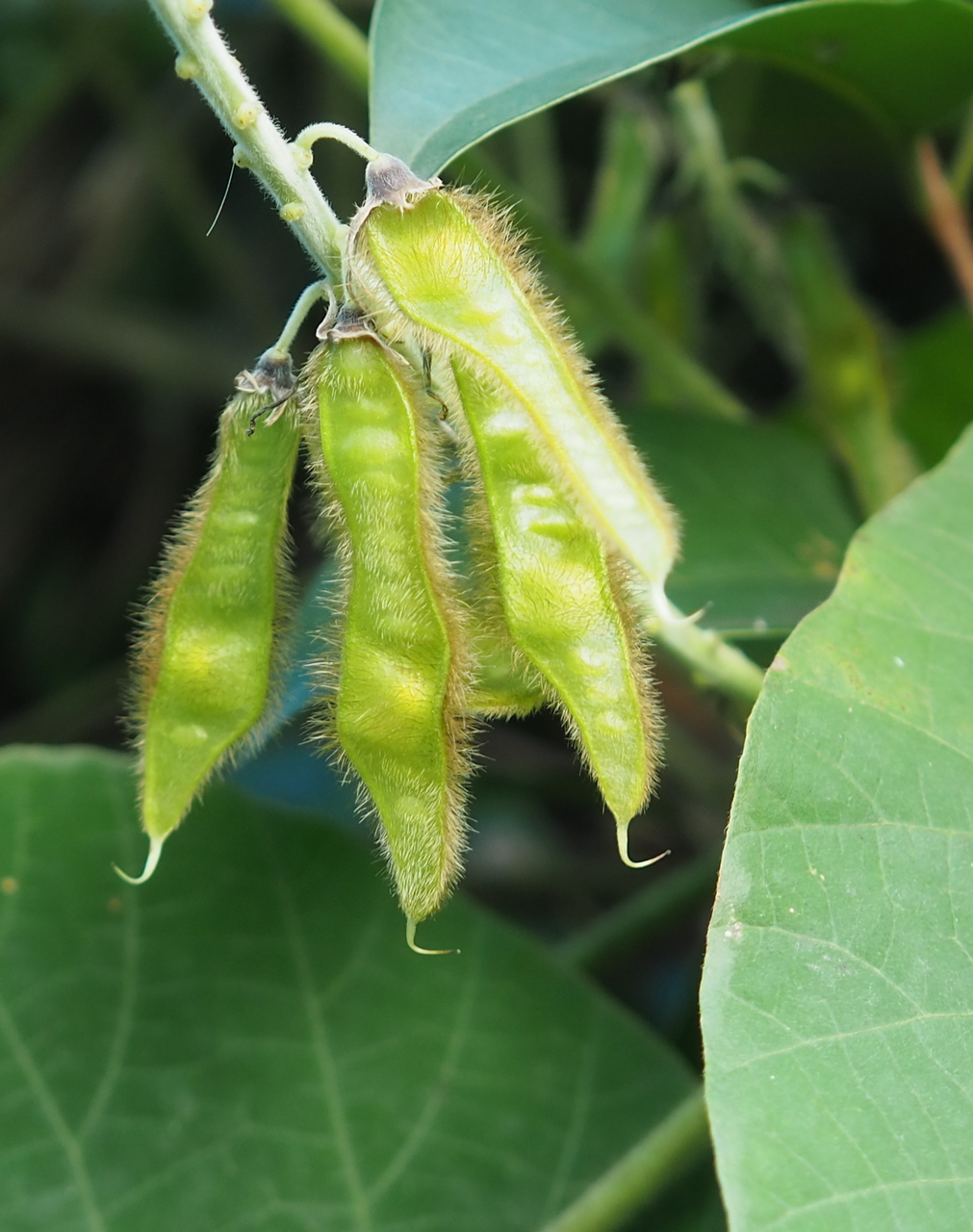 Изображение особи Pueraria lobata.