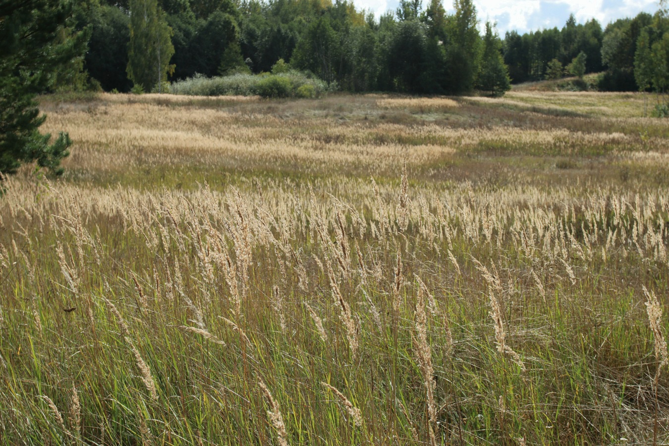 Изображение особи Calamagrostis epigeios.
