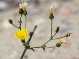 genus Hieracium. Веточки повреждённого растения с цветущим, развивающимися и отцветшими соцветиями и облетевшим соплодием. Карелия, восточный берег оз. Топозеро, песчаный пляж. 28.07.2021.