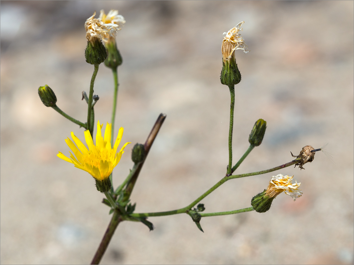 Изображение особи род Hieracium.