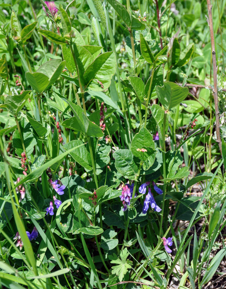 Image of Vicia unijuga specimen.