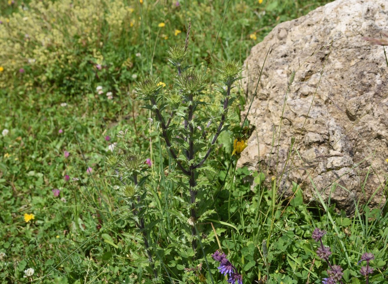 Изображение особи Carlina biebersteinii.