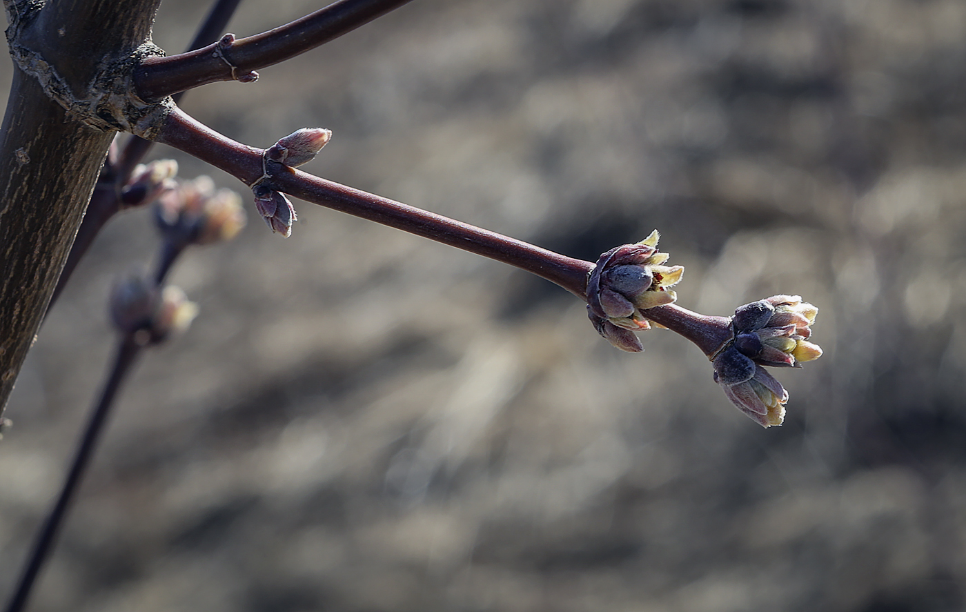 Image of Acer negundo specimen.