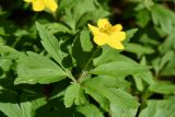 Anemone ranunculoides. Верхушка цветущего растения. Москва, Лесная опытная дача РГАУ-МСХА им. К. А. Тимирязева, широколиственный лес. 28 апреля 2023 г.