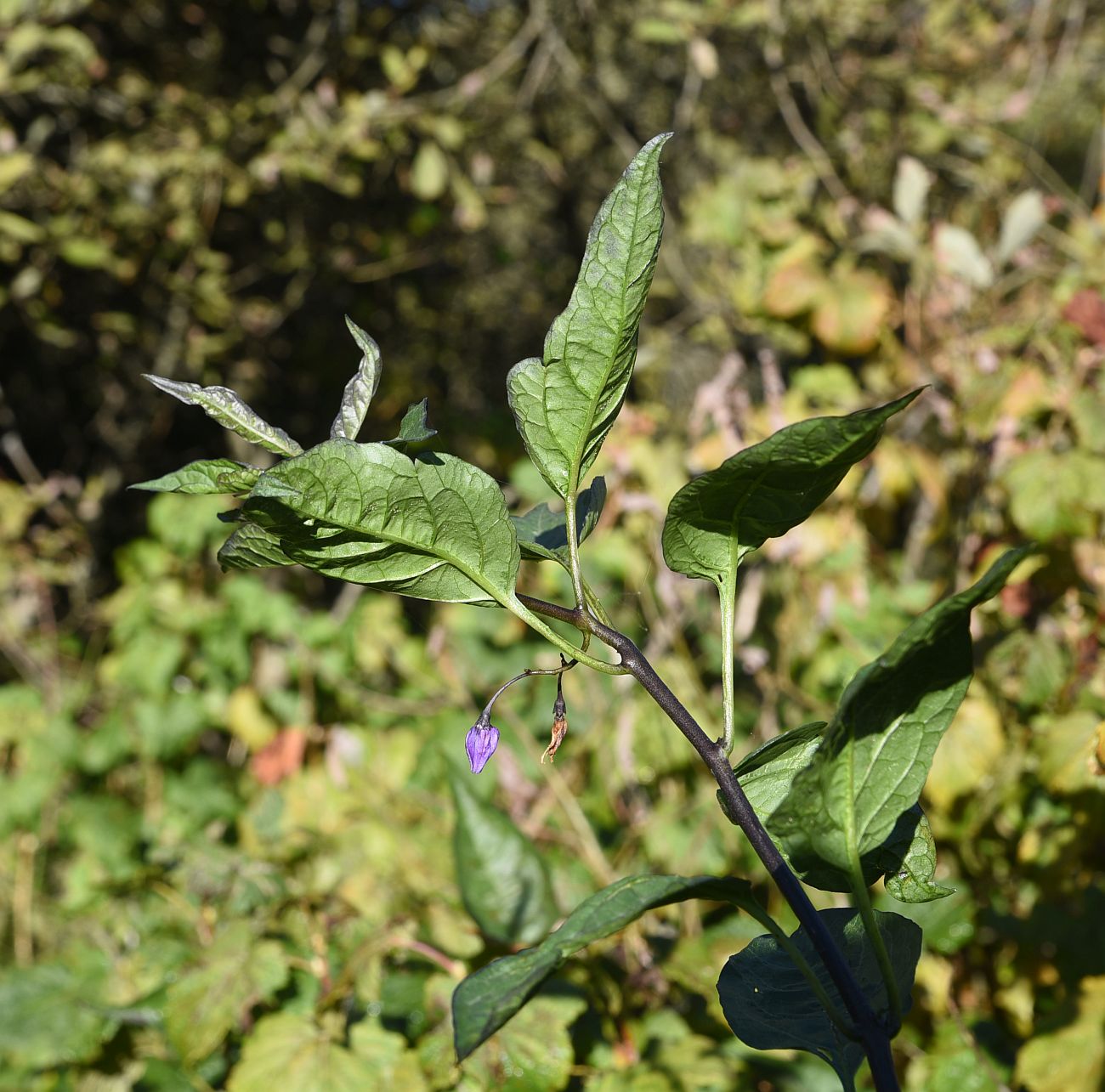 Изображение особи Solanum dulcamara.