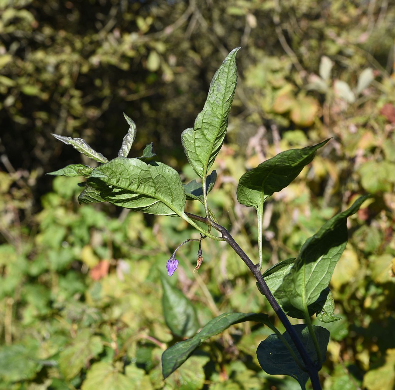 Image of Solanum dulcamara specimen.