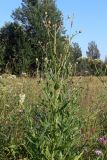 Cirsium setosum. Верхушка цветущего растения. Московская обл., окр. г. Чехов, разнотравная поляна в березняке. 17.07.2010.