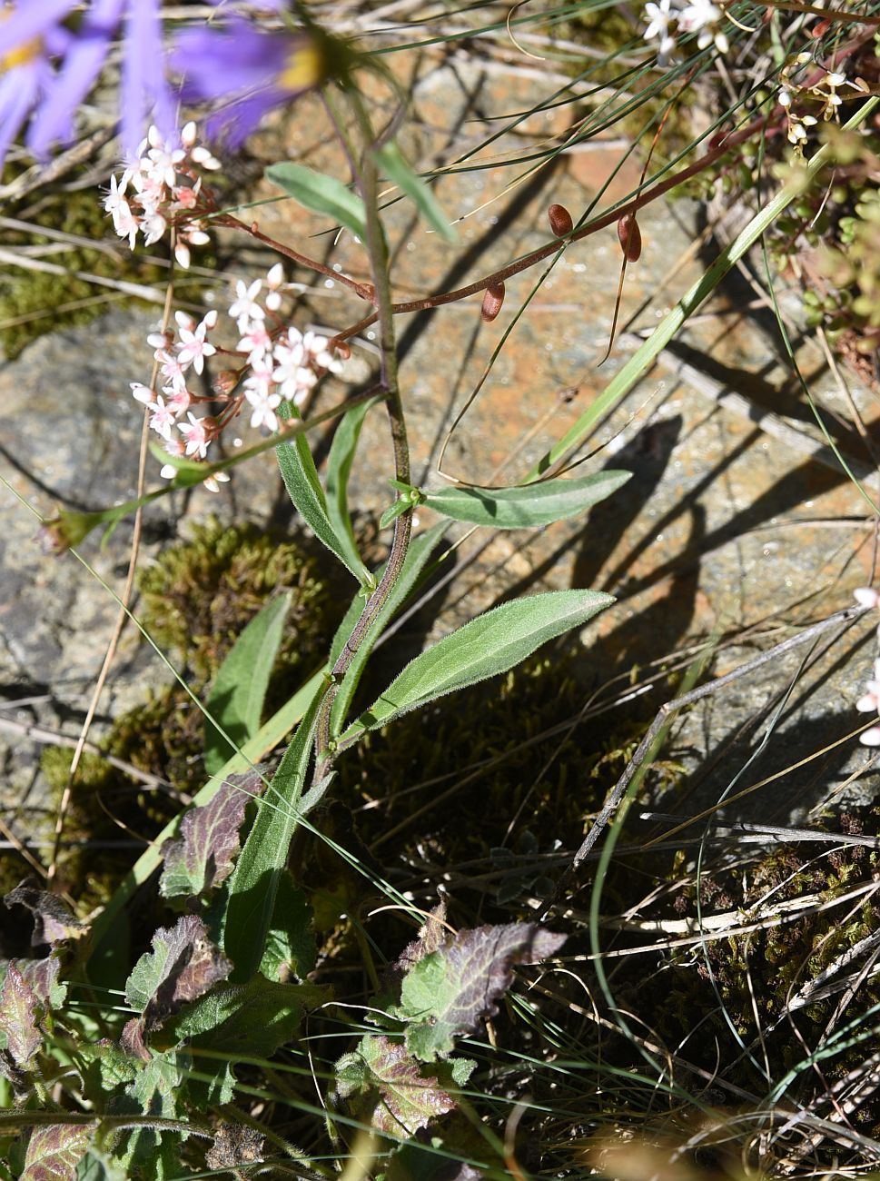 Image of Aster bessarabicus specimen.