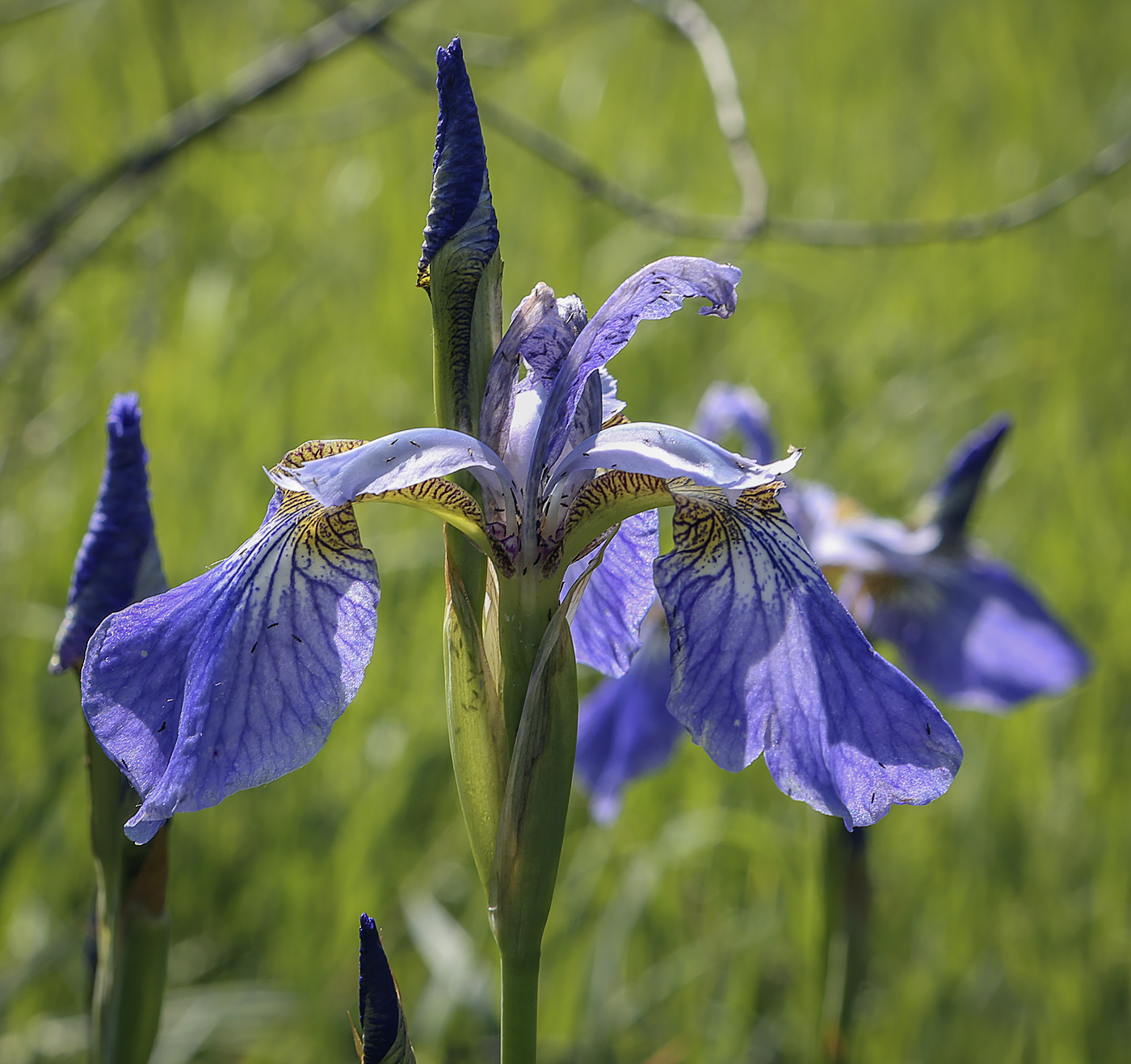 Изображение особи Iris sanguinea.