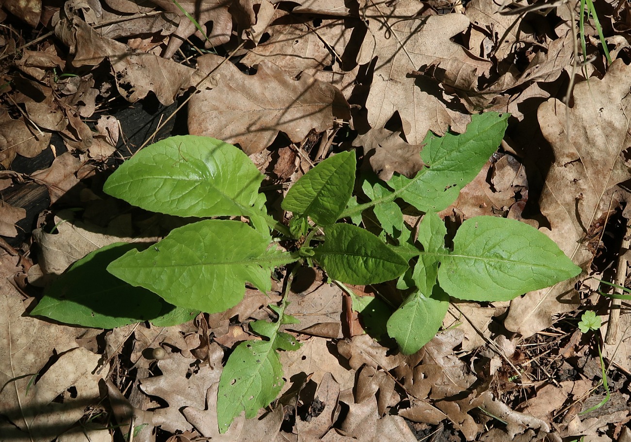 Изображение особи Lactuca chaixii.