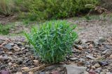genus Gypsophila