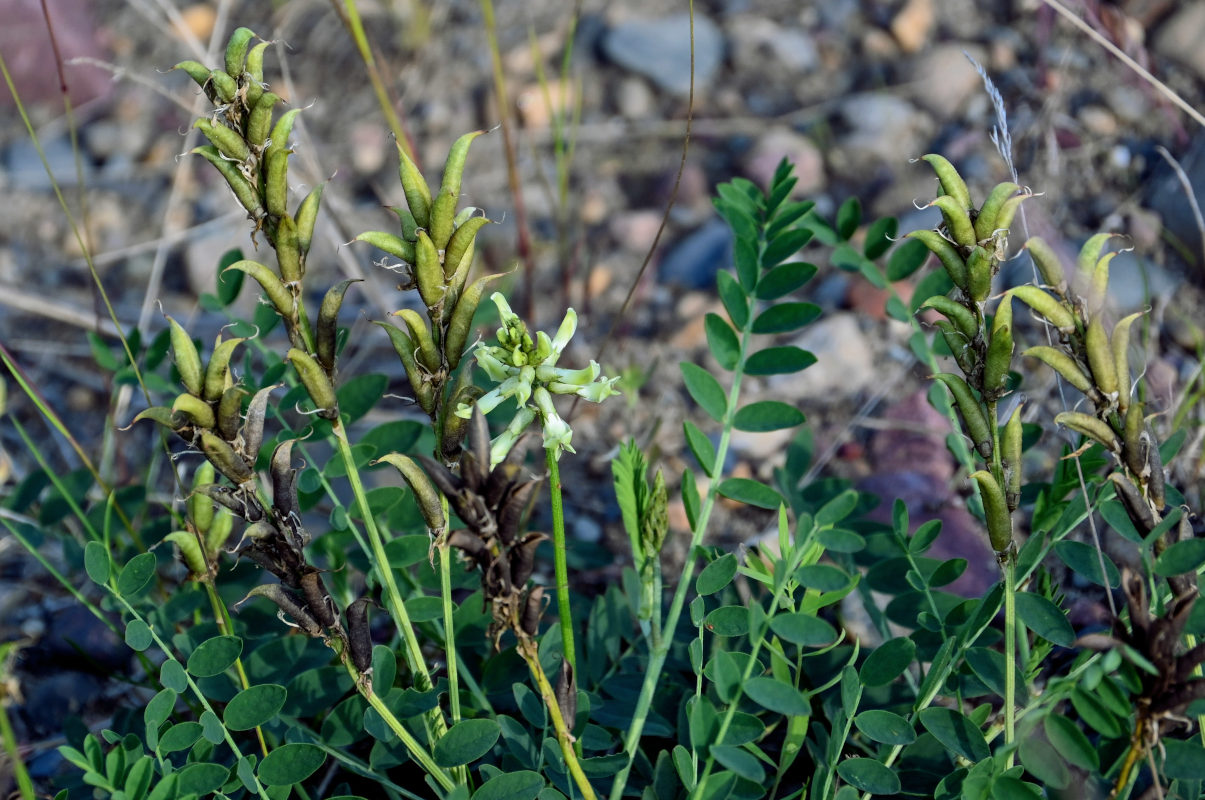 Изображение особи Astragalus schelichowii.