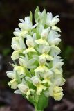 Dactylorhiza romana подвид georgica. Соцветие. Дагестан, Кумторкалинский р-н; хр. Нарат-Тюбе, окр. Буйнакского перевала, склон СВ экспозиции, выс. ок. 550 м н.у.м., разреженный дубовый лес. 24 апреля 2023 г.