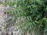 Astragalus scheremetewianus