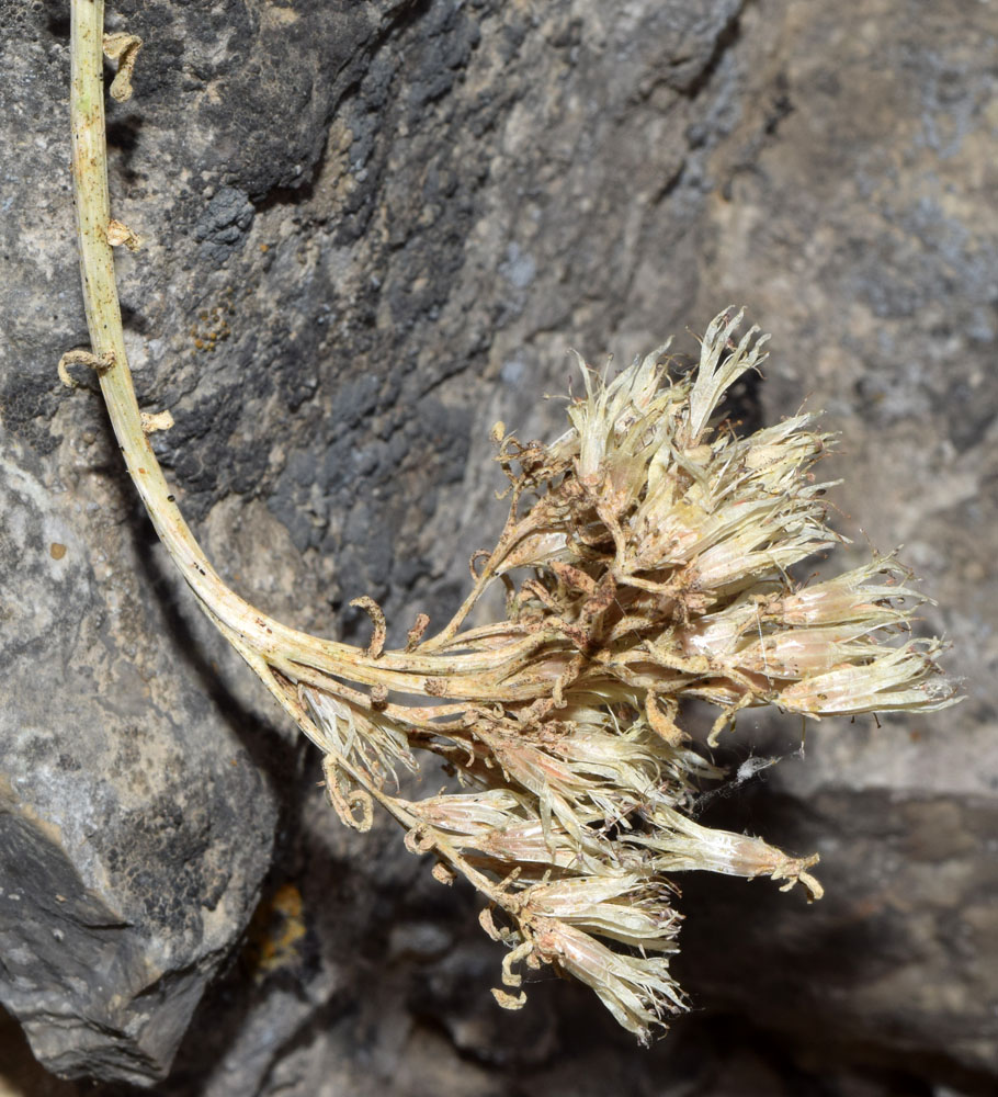 Image of genus Pseudosedum specimen.