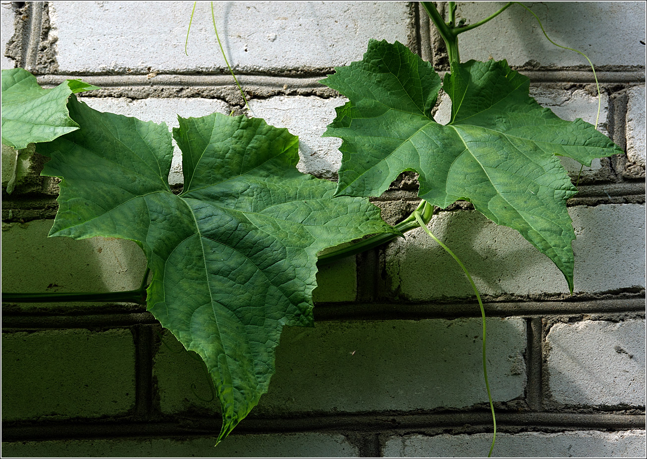 Изображение особи Luffa aegyptiaca.
