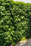 Parthenocissus tricuspidata. Вегетирующие растения на стене. Италия, Римини, в культуре. 25.06.2010.