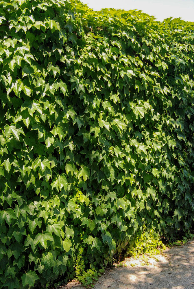 Image of Parthenocissus tricuspidata specimen.