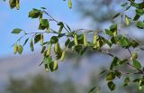 Betula pubescens. Верхушка ветви с соплодиями. Красноярский край, Таймырский Долгано-Ненецкий р-н, плато Путорана, долина р. Иркингда, опушка смешанного леса. 24.07.2023.