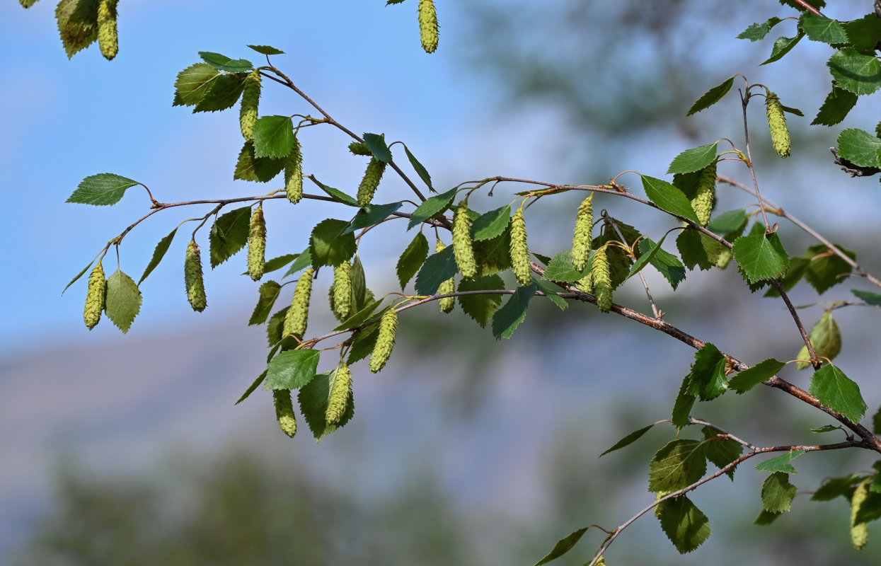 Изображение особи Betula pubescens.