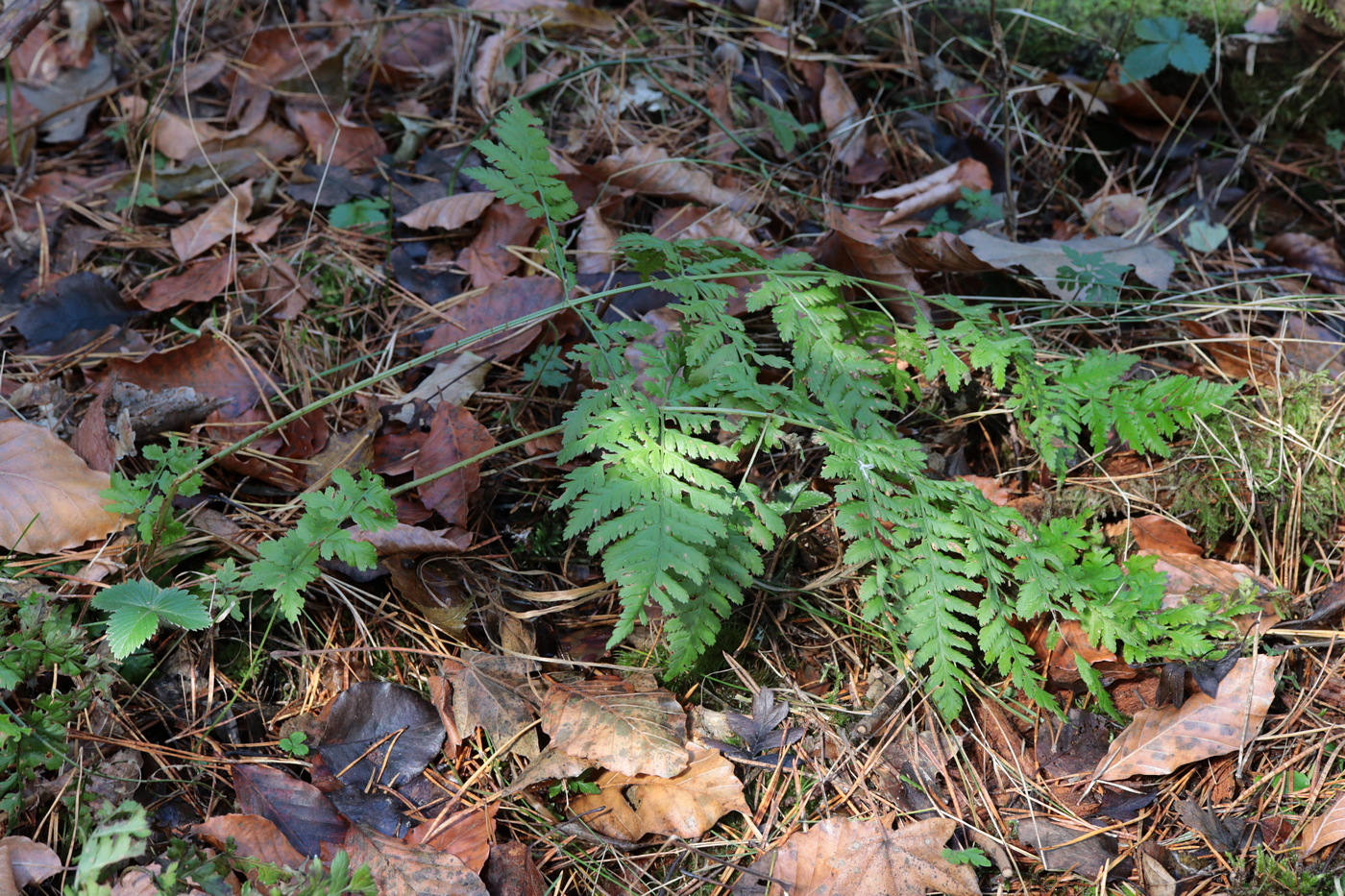 Image of Dryopteris carthusiana specimen.