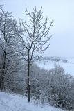 Fraxinus excelsior. Укрытое снегом молодое дерево в зимнем покое. Санкт-Петербург, Дудергофские высоты, склон южной экспозиции, поляна среди широколиственного леса. 25.11.2023.