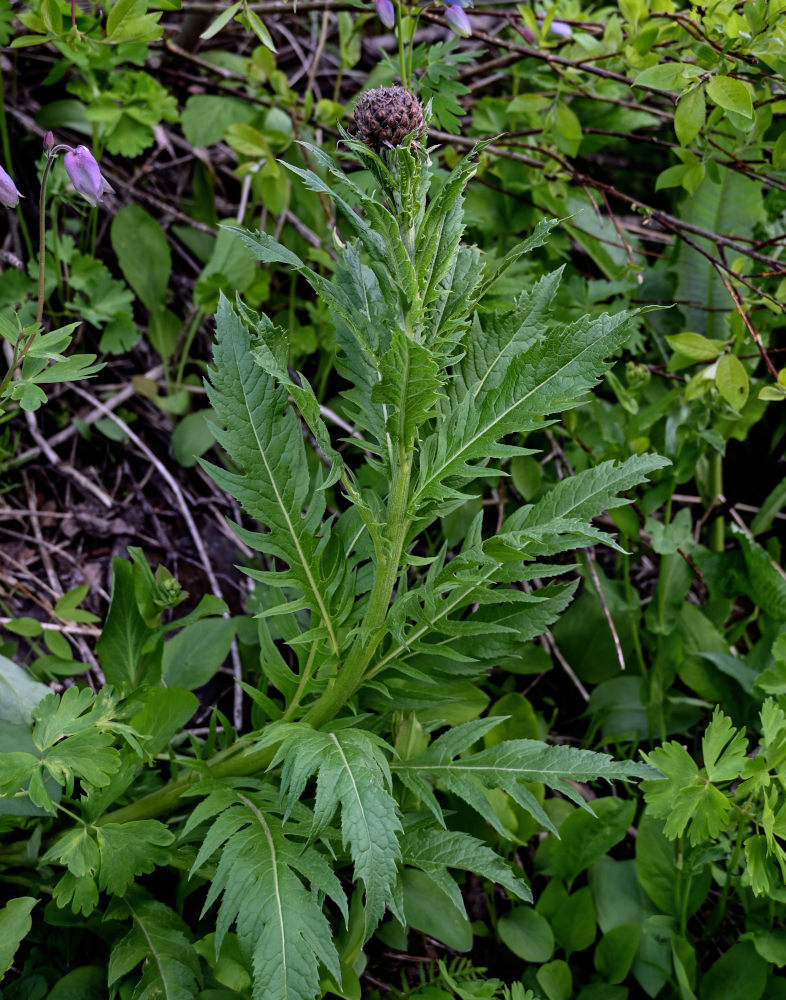 Image of Stemmacantha carthamoides specimen.