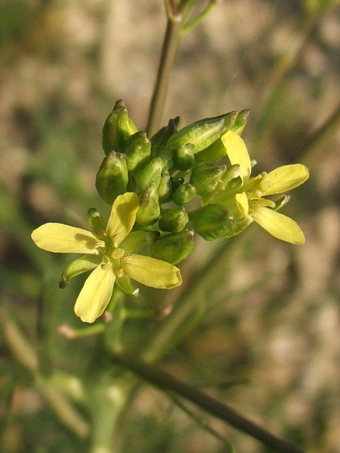 Image of Sisymbrium altissimum specimen.