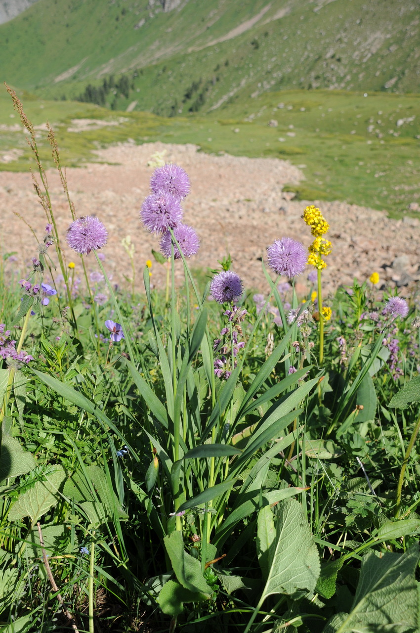 Изображение особи Allium amblyophyllum.