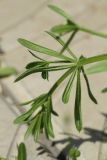 Galium aparine