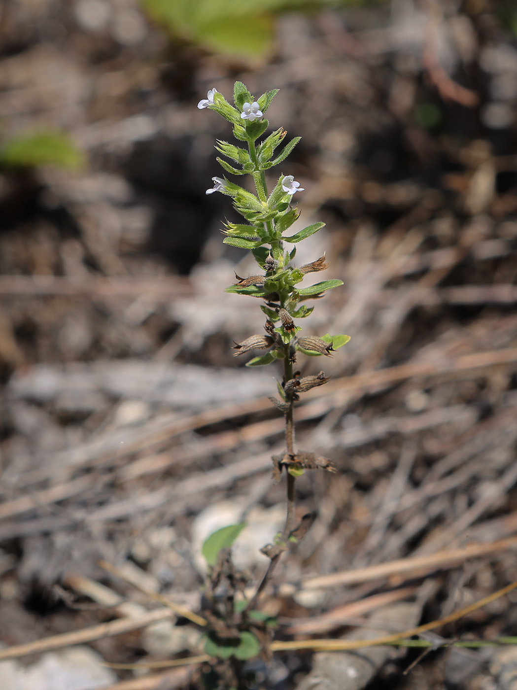 Image of Ziziphora acinos specimen.