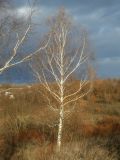 Betula pendula