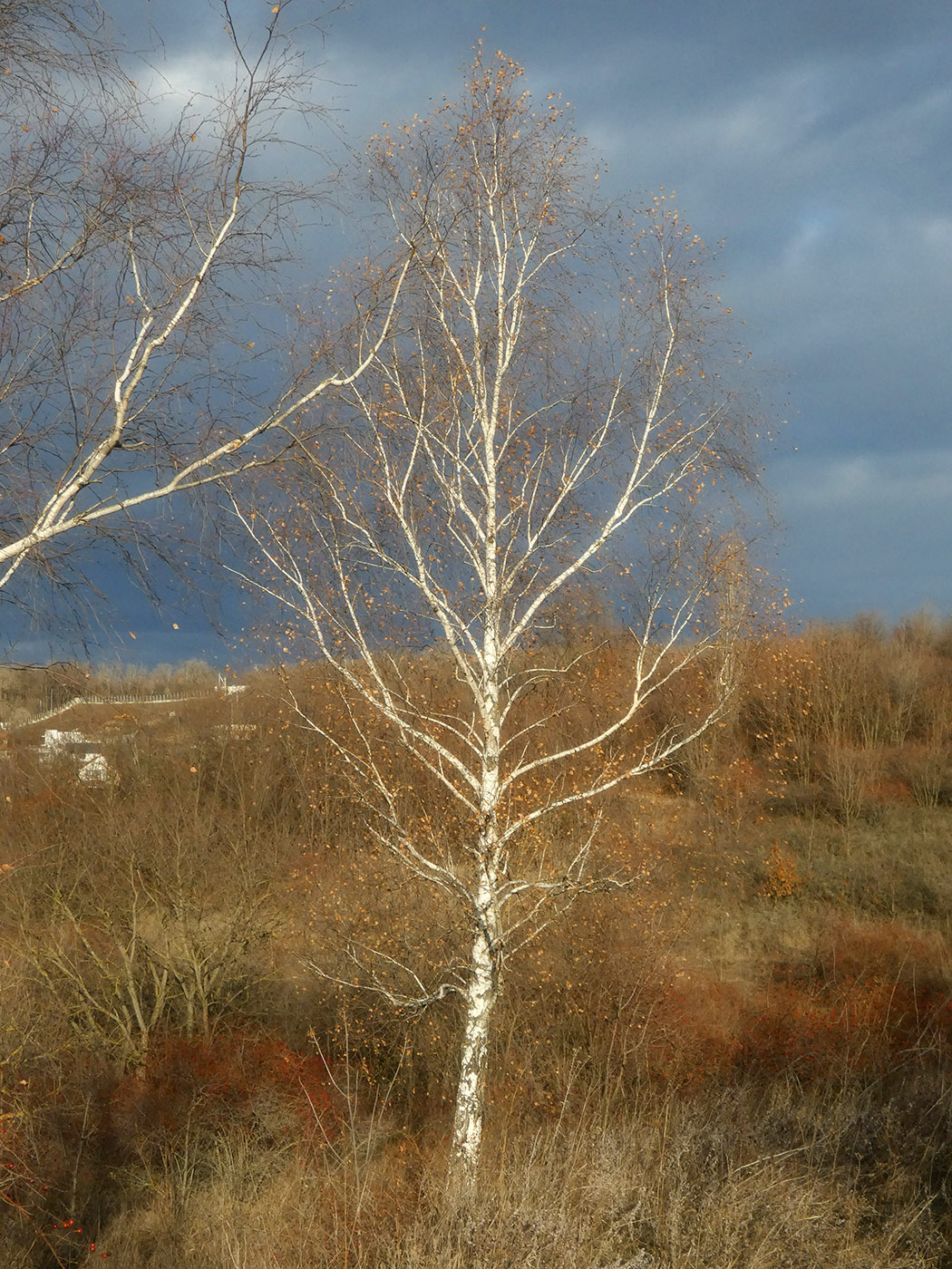 Изображение особи Betula pendula.