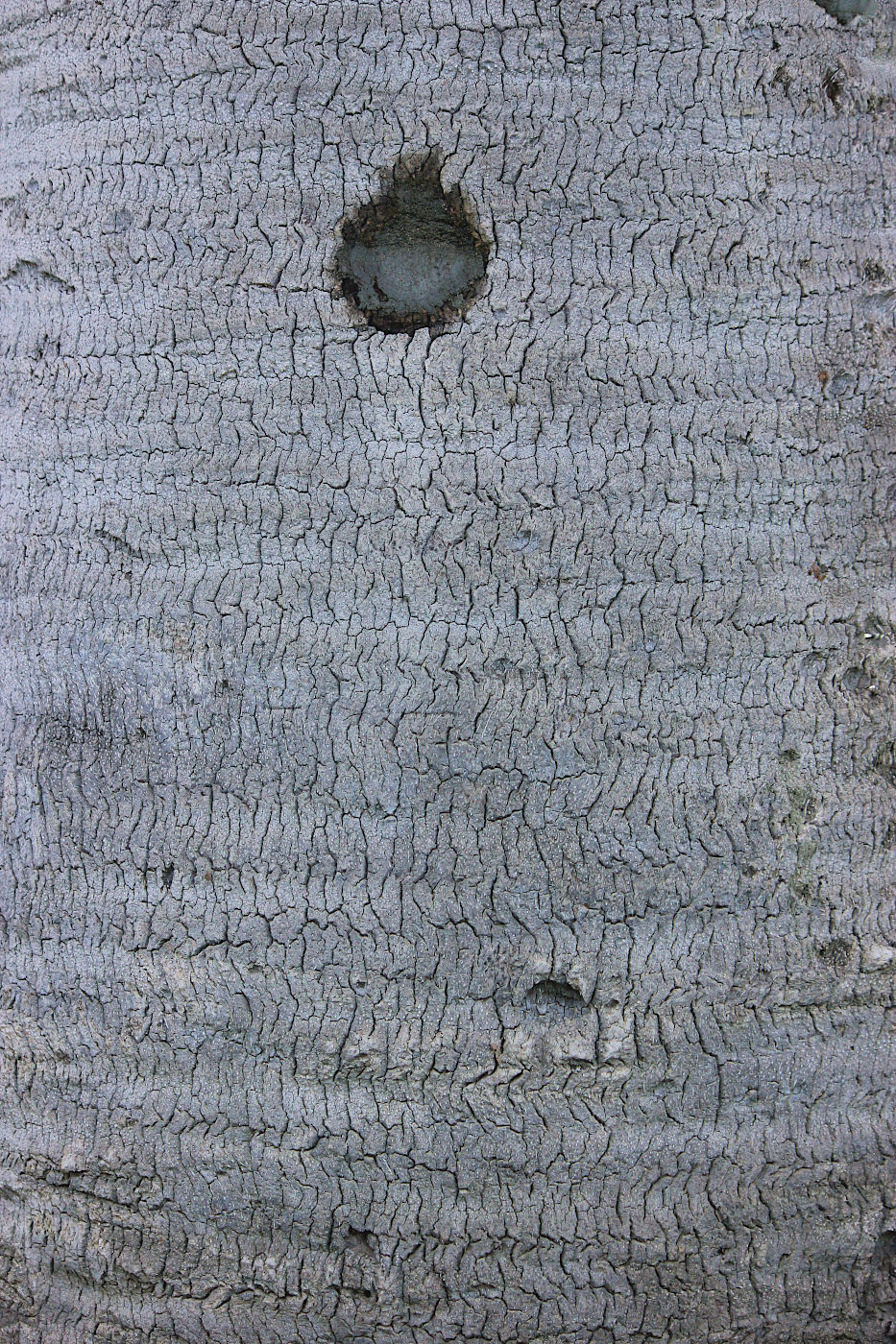 Image of Butia capitata specimen.