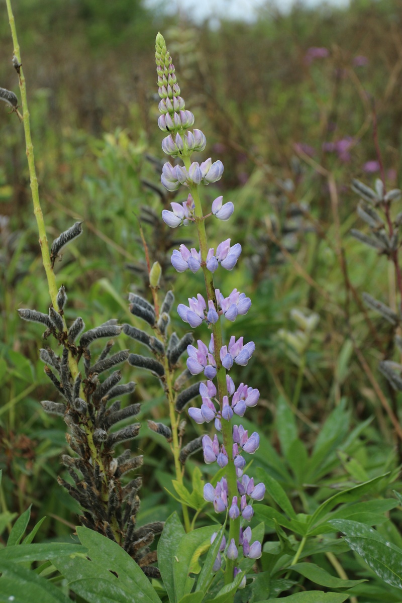 Image of Lupinus polyphyllus specimen.